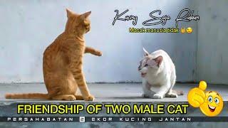 persahabatan dua kucing jantan  friendship of two male cats