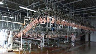 Paso Matanza Del Pollo A Manual Engorde Técnicas Para Sacrificar Proceso Sacrificio De Pollos