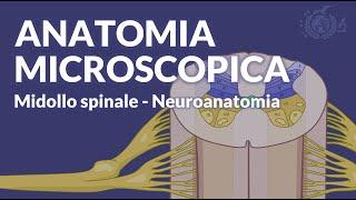 MIDOLLO SPINALE - Configurazione interna e anatomia microscopica - Neuroanatomia