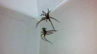 Huge House Spider Fight