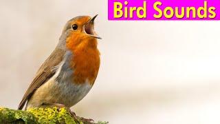 BIRD PICTURES with Sounds and Names in English