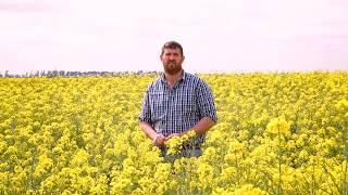 Growing Rapeseed Crops - The Good Oil