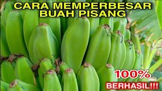 Cara membesarkan buah pisang secara alami tanpa menggunakan pupuk kimia Dijamin berhasil