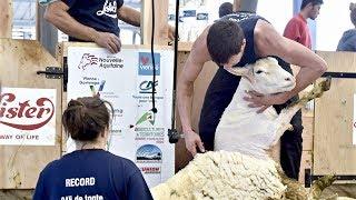 Остричь 2500 овец за сутки во Франции установили мировой рекорд