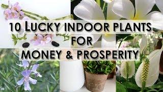 10 Lucky Indoor Plants For Money & Prosperity