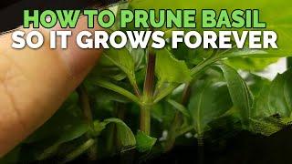 How to Prune Basil So It Grows Forever