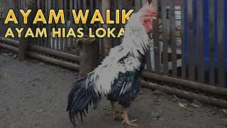 Ayam Walik Ayam Hias Lokal Indonesia Bulu Terbalik