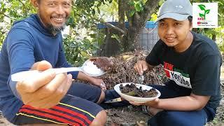 PESONA BLACK SAPOTE SAWO HITAM YANG MENAWAN