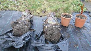 Bringing My Ensete Banana Plants Out Of Dormancy