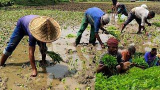 Jute Cultivation  It is possible to get higher yield by planting jute saplings in the right way