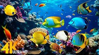 Ocean 4K - Sea Animals for Relaxation Beautiful Coral Reef Fish in Aquarium 4K Video Ultra HD