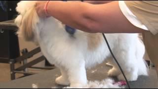 How to Use Clippers when Grooming a Shaggy-Haired Dog  Dog Grooming