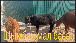 Shimbay mal bazar.20.03.2022. Шымбай мал базарСкотный рынокШымкент мал базарСарыагаш мал базар