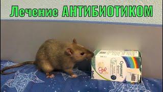Как дать крысе АНТИБИОТИК Лечение крысы