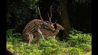 Spotted deer mating  Wild animal mating  animals mating  Spotted deer at Chitwan National Park