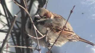 House Sparrow History