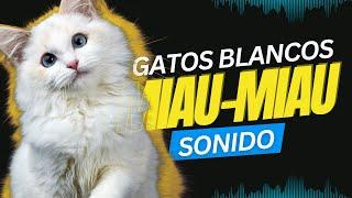  El mejor Sonido de Gatos BLANCOS  Maullando  super tiernos