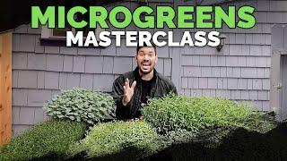 How to Grow Microgreens from Start to Finish COMPLETE GUIDE