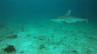 Maldives - Kuredu - Housereef