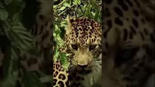 close encounter with big cat leopard #shorts #youtubeshorts