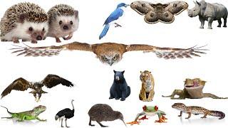 Bustling animal world sounds around us Hedgehog Chicken GoatBirds Bear Camel Moose Cat