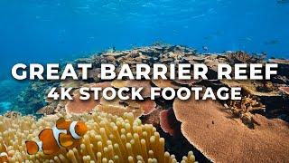 Great Barrier Reef 4K Stock Footage  Vibrant Coral Reefs Wildlife Restoration Coral Bleaching