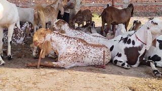 Saggian Mandi  Sahiwal Bachre  Qurbani collection Rate Bohat Zaida Hain  Mazhar Biba Official