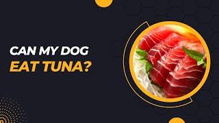 Can My Dog Eat Tuna? Comprehensive Guide