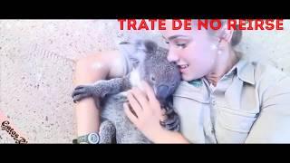 trate de no reírse - videos divertidos de gatos y perros #8 