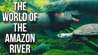 Life in the Amazon River