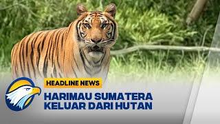 Harimau Sumatera Masuk ke Kawasan Industri di Riau