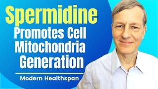 Spermidine Promotes Cell Mitochondria Generation  Review By Modern Healthspan