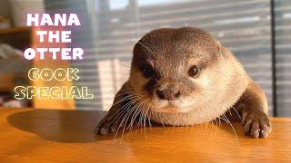 Introducing Hana the Cutest Otter 600K SUB SPECIAL