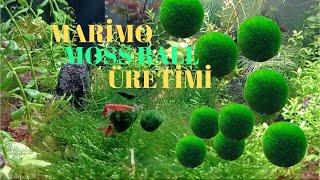 MARİMO MOSS BALL ÜRETİMİ 🟢🟢🟢 #marimo #mossball #moss