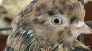 Almond Portuguese Tumbler Pigeons  Flying  Performing Breed