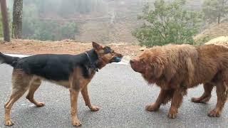 Rottweiller vs German shepherd   #rott #gsd