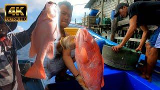 MANCING MURAH HASIL MELIMPAH DI KEDALAMAN 100METERIKAN  KERAPU DAN KAKAP MERAH4K