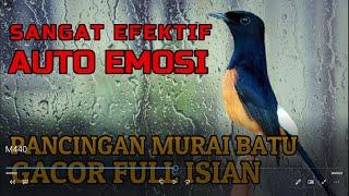 SANGAT EFEKTIF AUTO EMOSI Pancingan Murai Batu Gacor Full Isian