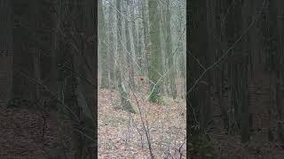 Very big group of wild boar on driven hunt