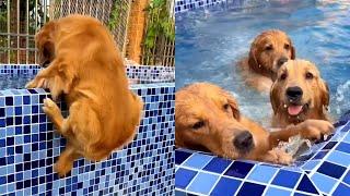 Dogs love swimming ️#聪明旺豆豆