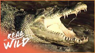 Crocodile Island The Land Of Killer Crocs And More Wildlife Documentary  Real Wild