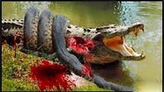 Most Amazing Wild Animals Attacks #4   Giant Anaconda   Largest snake longest python