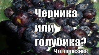 Черника или голубика что полезнее для здоровья