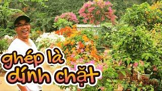 Hướng dẫn cách ghép hoa giấy đạt tỷ lệ 100100 Chỉ cần biết 4 điều này là ghép được hết