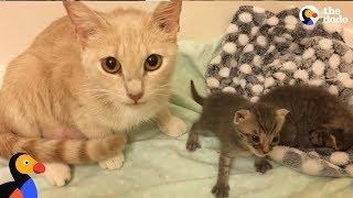 Cat Mom Nurses Orphaned Kittens   The Dodo