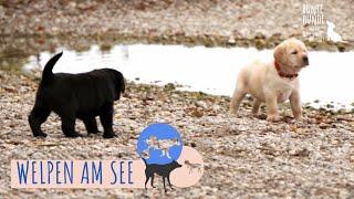 Labrador Welpen das erste Mal am See   Bunte Hunde