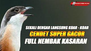 CENDET GACOR FULL NEMBAK KASARAN COCOK UNTUK MASTERAN BURUNG BAHAN 