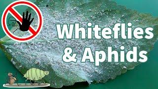 Organic White Fly Control  How to get rid of Whiteflies & Aphids