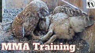 Owlet MMA Warriors in Action Playful Little Owl Grappling Practice
