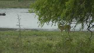 Spotted deers at Yala National parkSrilanka-HD